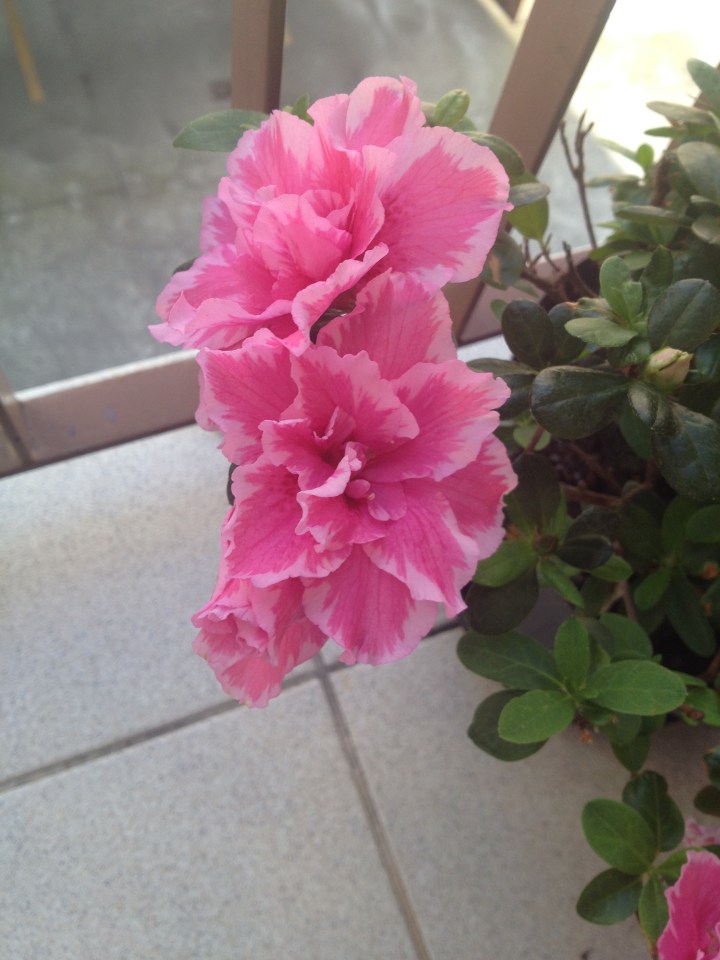 blog organizer reforma ape